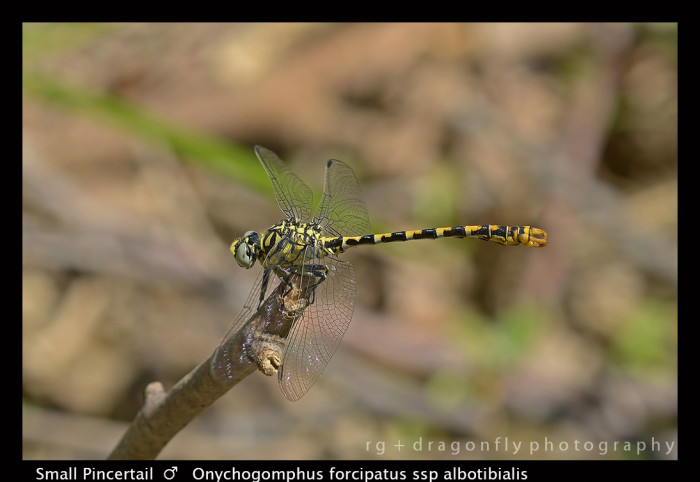 Onychogomphus forcipatus ssp albotibialis (m) Small Pincertail 8-0216 W.jpg